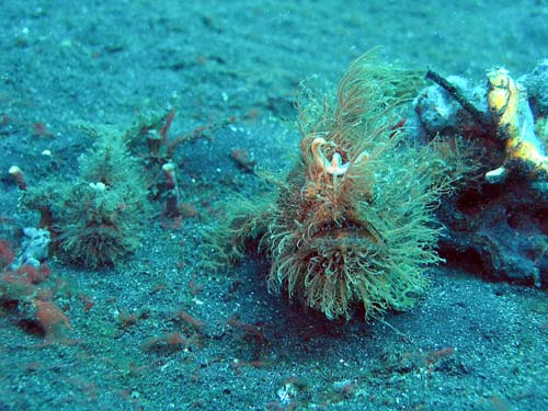 Striped Anglerfish | Antennarius striatus photo