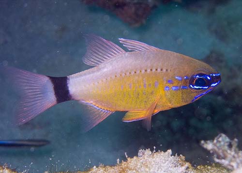 Ring-tail Cardinalfish | Apogon aureus photo