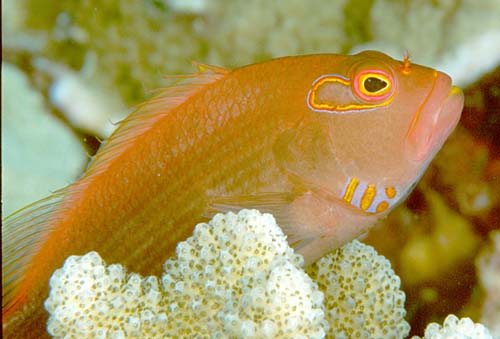 Ringeye Hawkfish | Paracirrhites arcatus photo