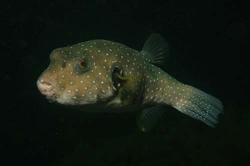 Stars and Stripes Toadfish | Arothron hispidus photo