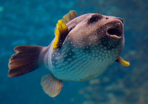 Stars and Stripes Toadfish | Arothron hispidus photo