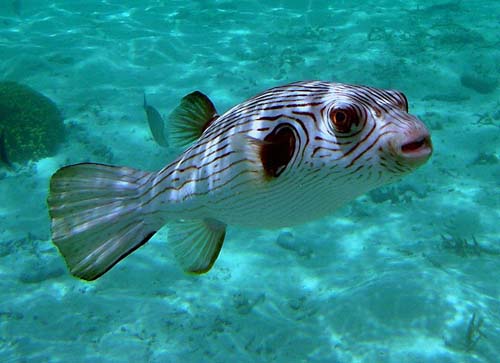 Narrow-lined Pufferfish | Arothron manilensis photo