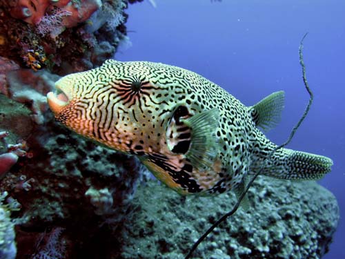 Map Pufferfish | Arothron mappa photo