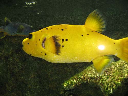 Blackspotted Pufferfish | Arothron nigropunctatus photo