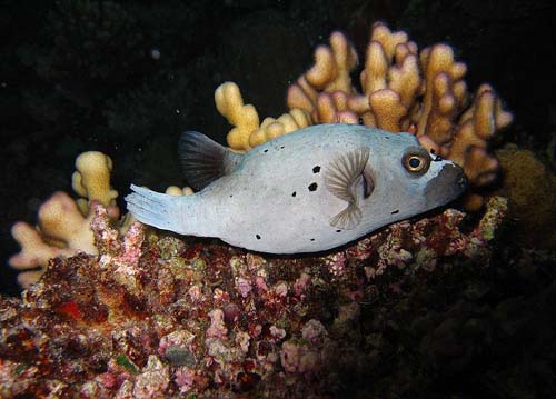 Blackspotted Pufferfish | Arothron nigropunctatus photo