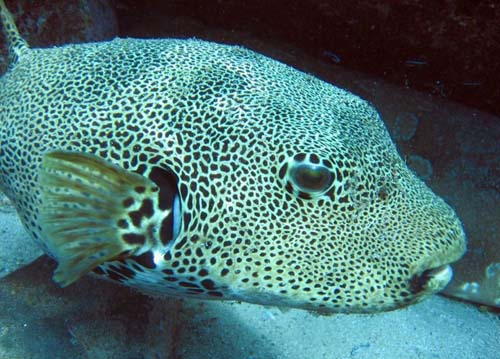 Starry Pufferfish | Arothron stellatus photo