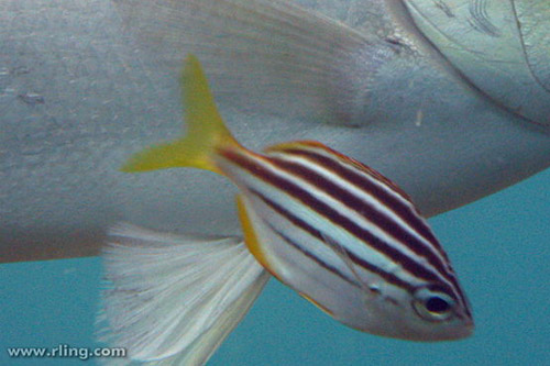 Australian Mado | Atypichthys strigatus photo