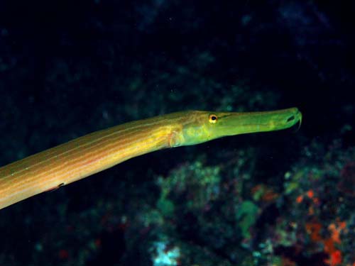 Trumpetfish | Aulostomus chinensis photo