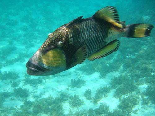 Titan Triggerfish | Balistoides viridescens photo