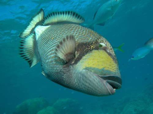 Titan Triggerfish | Balistoides viridescens photo