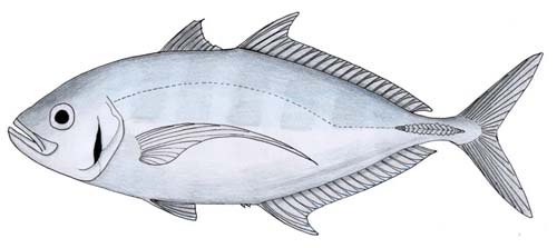 Barcheek Trevally | Carangoides plagiotaenia photo