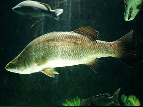 Barramundi | Lates calcarifer photo