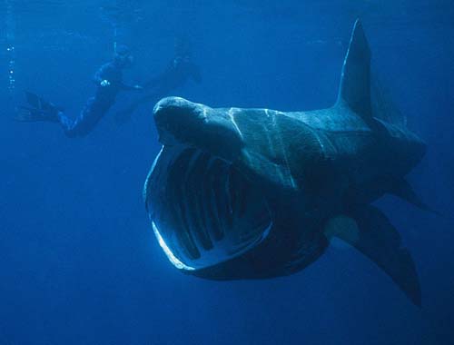 Basking Shark | Cetorhinus maximus photo