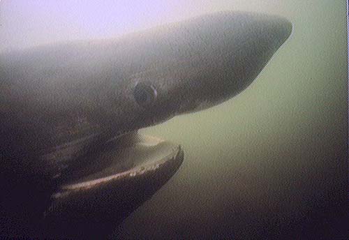 Basking Shark | Cetorhinus maximus photo