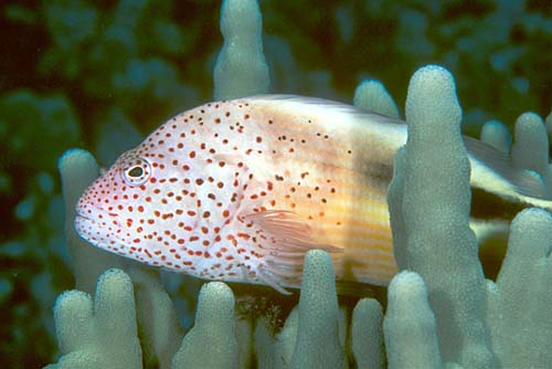 Forster's Hawkfish | Paracirrhites forsteri photo