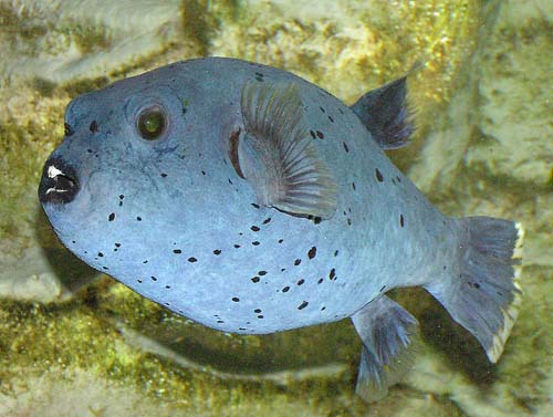 Blackspotted Pufferfish | Arothron nigropunctatus photo