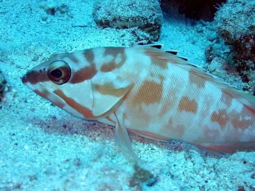 Blacktip Rockcod | Epinephelus fasciatus photo