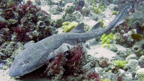 Blind Shark | Brachaelurus waddi photo