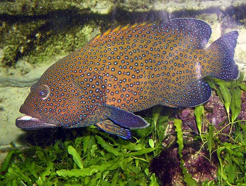 Peacock Rockcod | Cephalopholis argus photo