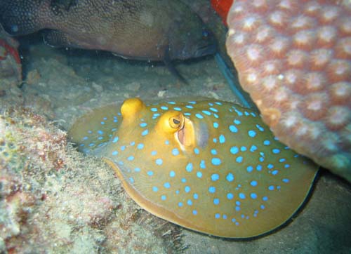 Blue-spotted Fantail Ray | Taeniura lymma photo