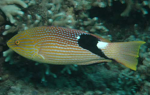 Blackfin Hogfish | Bodianus loxozonus photo