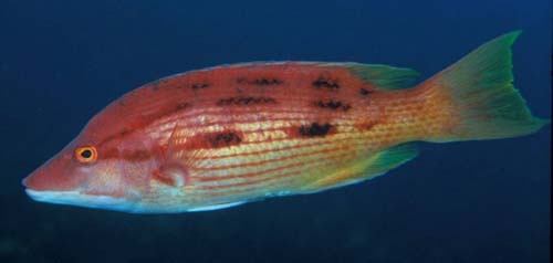 Pigfish | Bodianus unimaculatus photo