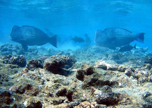 Double-headed Parrotfish | Bolbometopon muricatum photo