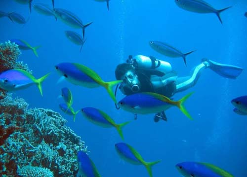 Yellow and Blueback Fusilier | Caesio teres photo