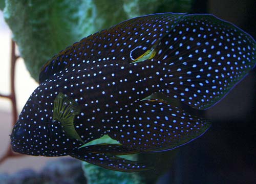 Comet | Calloplesiops altivelis photo