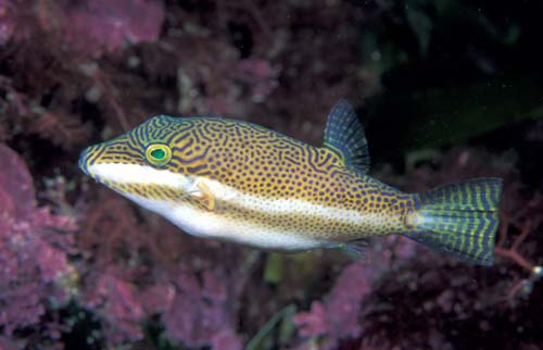 Clown Toby | Canthigaster callisterna photo