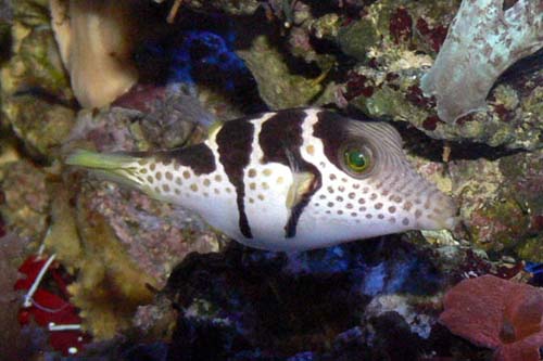 Saddled Puffer | Canthigaster valentini photo