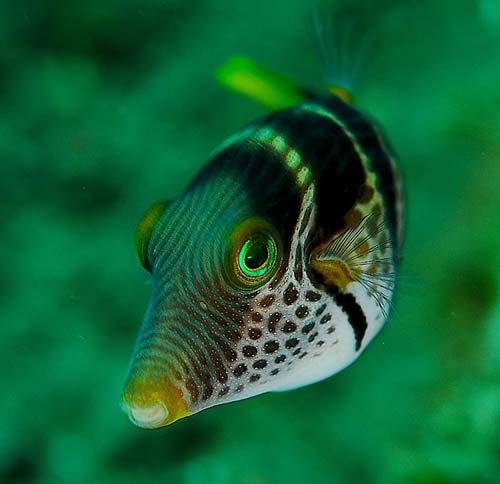 Saddled Puffer | Canthigaster valentini photo