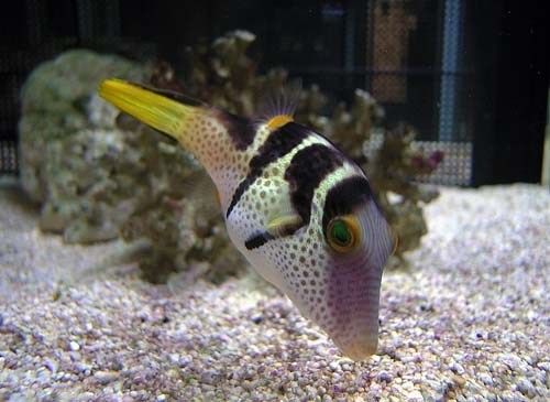 Saddled Puffer | Canthigaster valentini photo