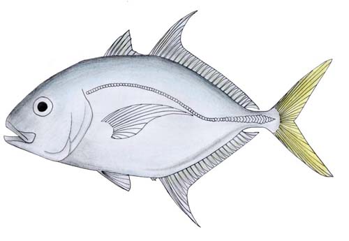 Longnose Trevally | Carangoides chrysophrys photo