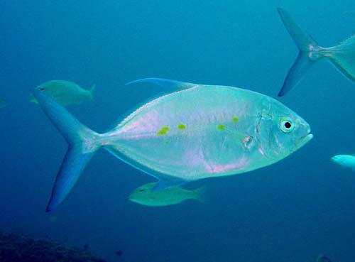 Thicklip Trevally | Carangoides orthogrammus photo