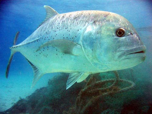 Giant Trevally | Caranx ignobilis photo