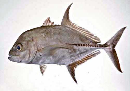 Black Trevally | Caranx lugubris photo