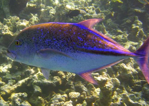 Bluefin Trevally | Caranx melampygus photo