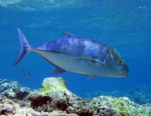 Bluefin Trevally | Caranx melampygus photo