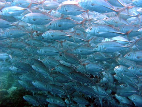 Bigeye Trevally | Caranx sexfasciatus photo