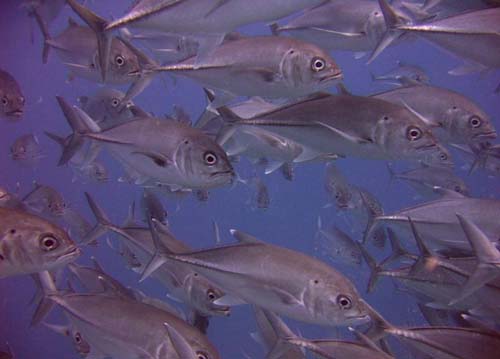 Bigeye Trevally | Caranx sexfasciatus photo