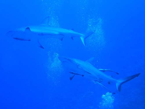 Grey Whaler Shark | Carcharhinus amblyrhynchos photo