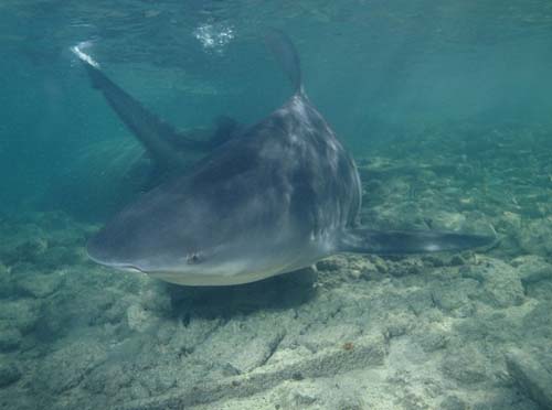 Bull Shark | Carcharhinus leucas photo