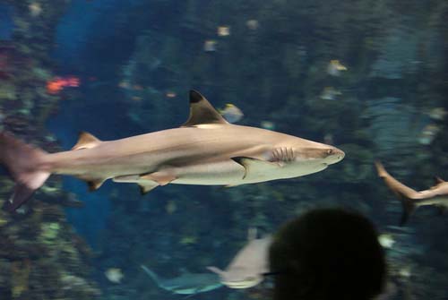 Blacktip Reef Shark | Carcharhinus melanopterus photo