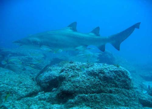 Grey Nurse Shark | Carcharias taurus photo