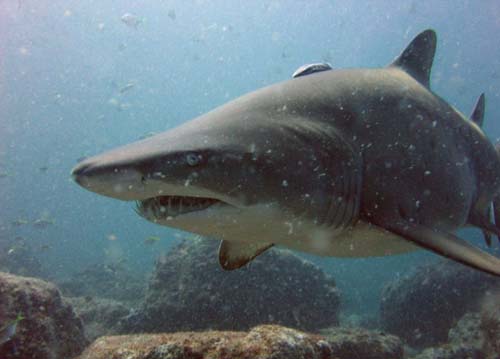 Grey Nurse Shark | Carcharias taurus photo