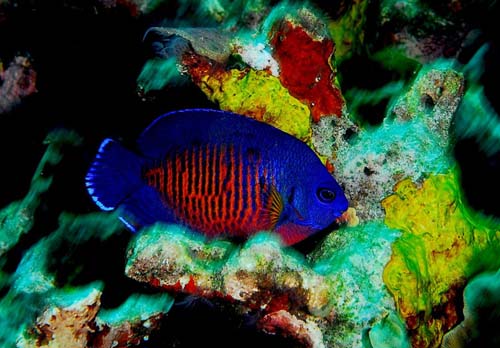 Two-spine Angelfish | Centropyge bispinosa photo