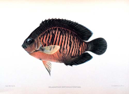 Two-spine Angelfish | Centropyge bispinosa photo