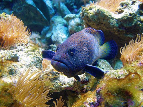 Peacock Rockcod | Cephalopholis argus photo