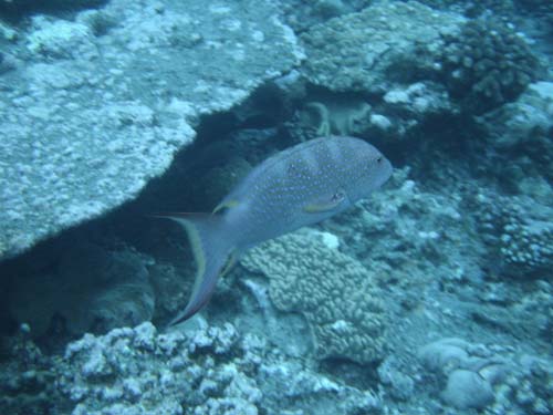 Peacock Rockcod | Cephalopholis argus photo